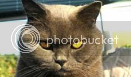 evilcat3.jpg