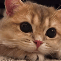 dDqLYcD.gif