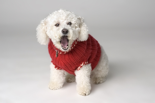 bichon-barking.jpg