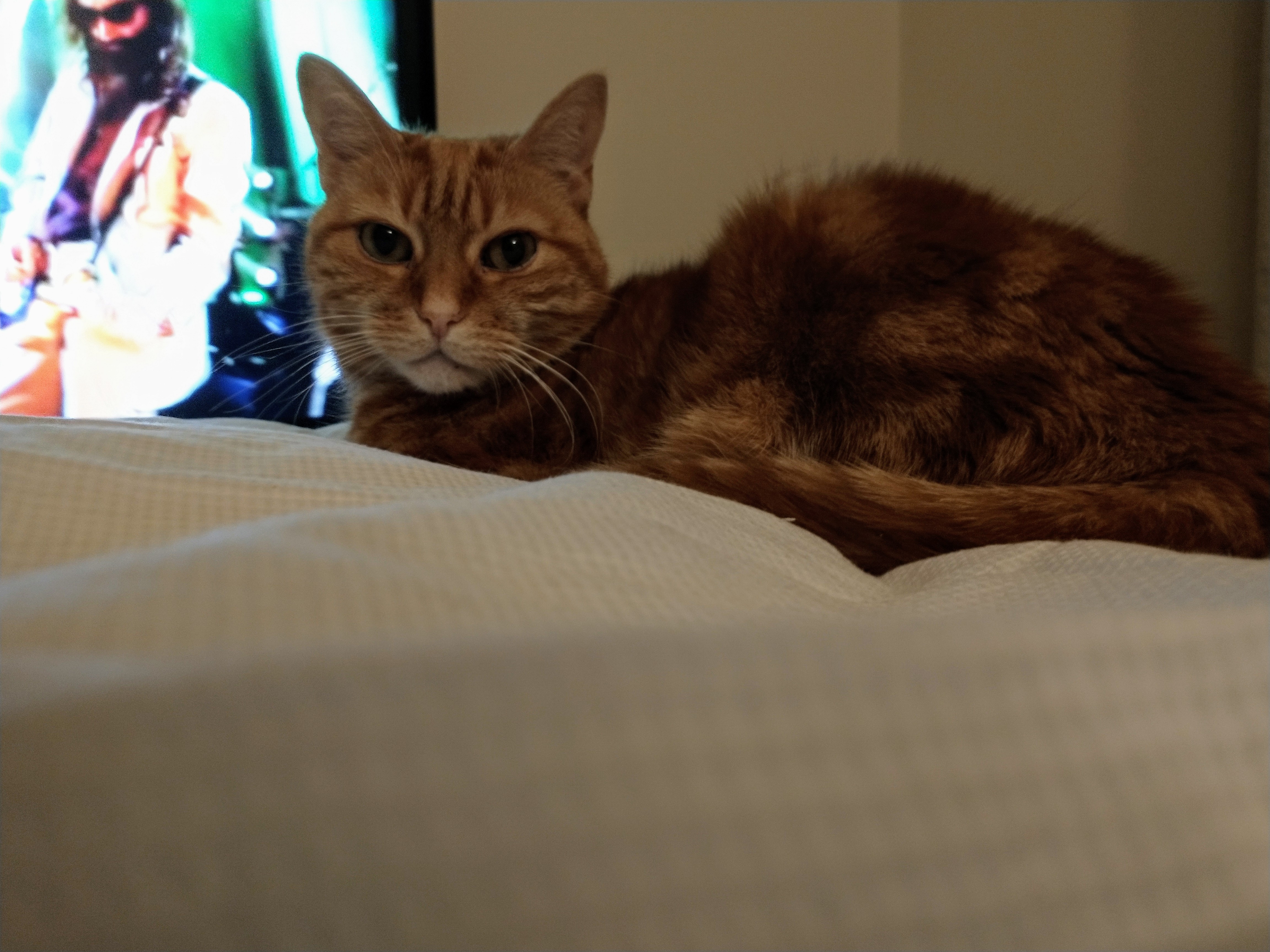 IMG-20201224-234200388-2.jpg