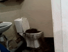 toilet-skibidi.gif