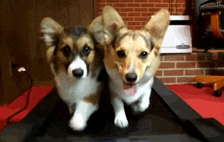 dog running GIF