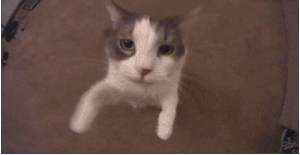 ezgif-310b2065ebe106.gif