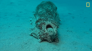 national geographic ocean GIF by Nat Geo Wild
