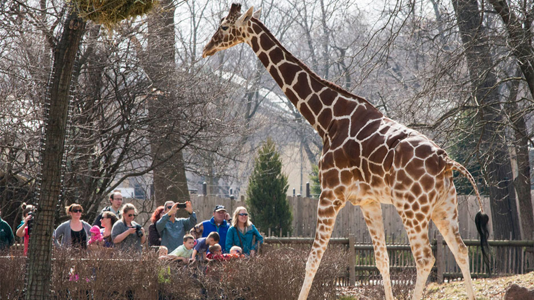 Giraffe_0613.jpg