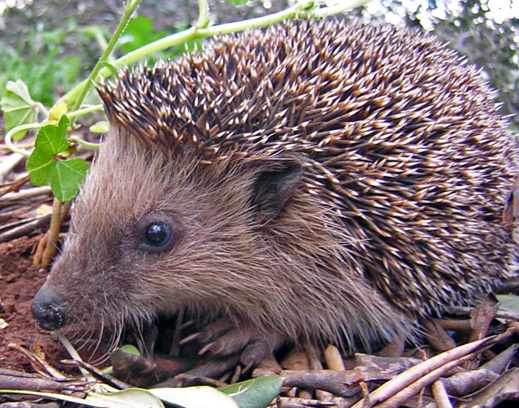 1024px-Igel.JPG