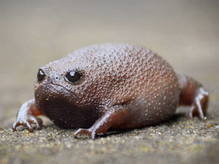 black-rain-frogs-5edf31067f118__700.jpg