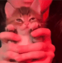 XMfP1ih.gif