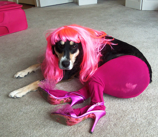 dogs-in-tights6.jpg