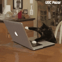 Cat Meme GIF by UGCPazar