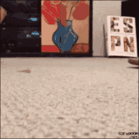 flip flop cat GIF