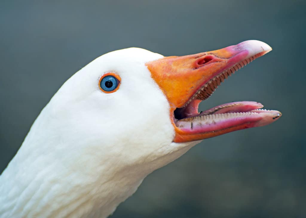 geese-teeth-1024x731.jpg