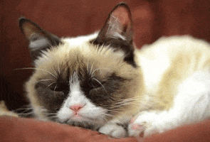 grumpy cat GIF by Internet Cat Video Festival