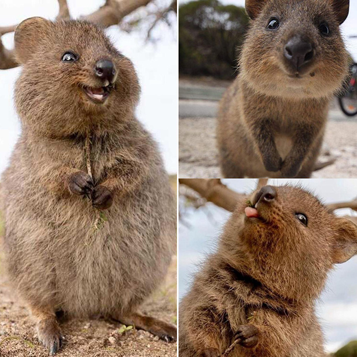 2go4v-cute-quokka.jpg