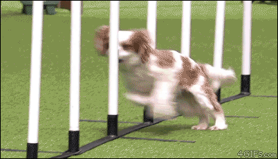 funny-dog-fails-gifs-speed-training