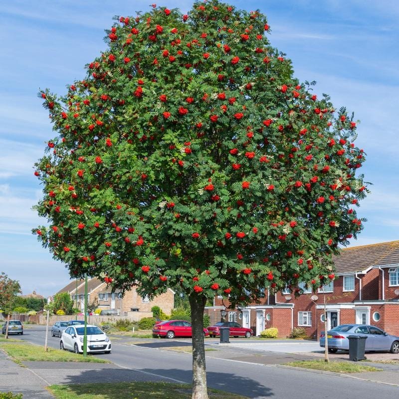 rowan-1.jpg