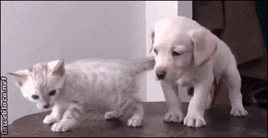 200 (8).gif