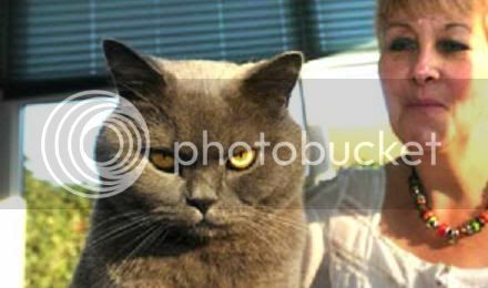 evilcat2-1.jpg