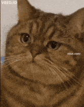 calculating-cat.gif