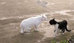 DisgustingJointJumpingbean-max-1mb.gif