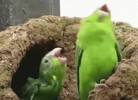 Dance Lol GIF