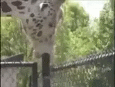 tenor.gif