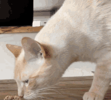 cat-gagging.gif