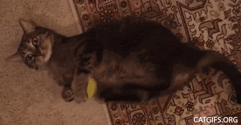 tumblr_nn1yrifCzw1tyncywo1_500.gif