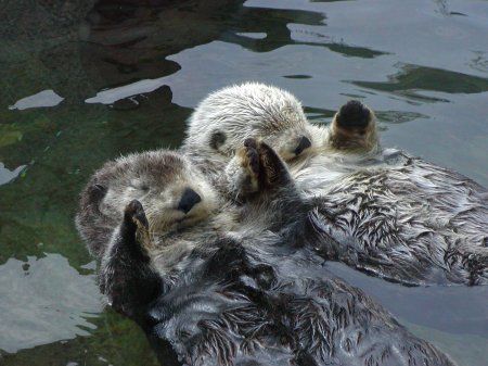 otters.jpg
