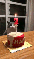 Happy Birthday Cat GIF