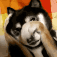 Frustrated Dog GIF
