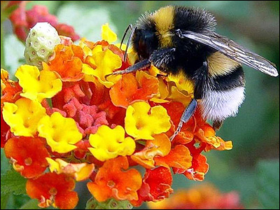 bumble_bee_400_400x300.jpg