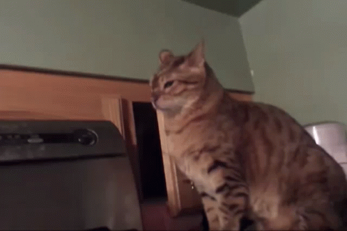cat-lol-cat-attack.gif