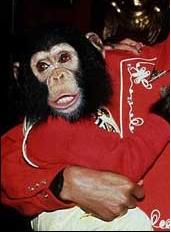 Bubbles_the_chimpanzee.jpg