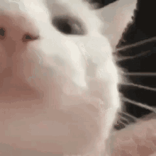cat-kitty.gif