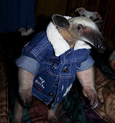 anteater5.jpg