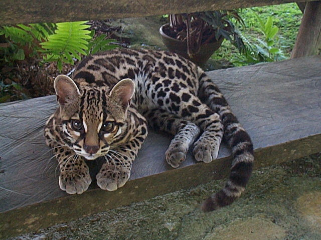 margay.jpg