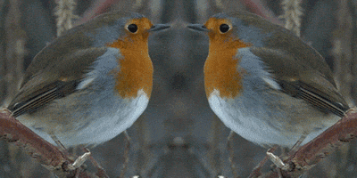 page front GIF