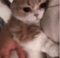 IMG-6140.gif