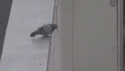 pombo-jumping.gif