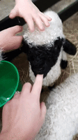 little lamb GIF