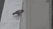 tenor.gif