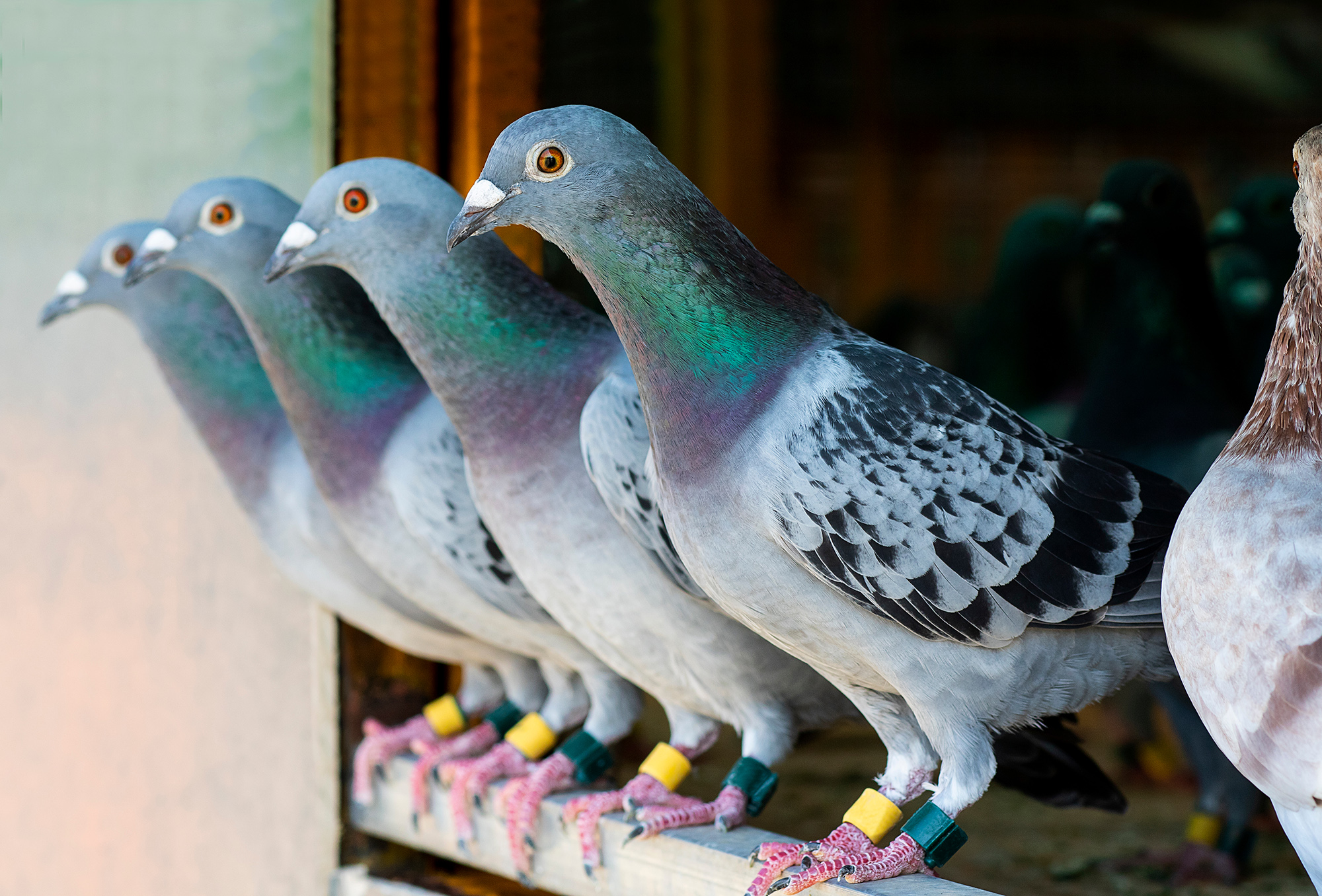 pigeons-take-off.jpg