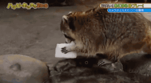 tumblr_o0o558M6hW1s02vreo1_400.gif