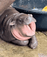 phatearl.gif