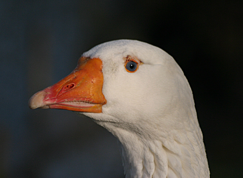 4233898558_4efe5519b3_b.jpg
