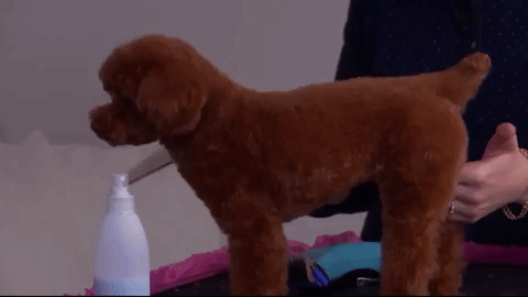 giphy.gif
