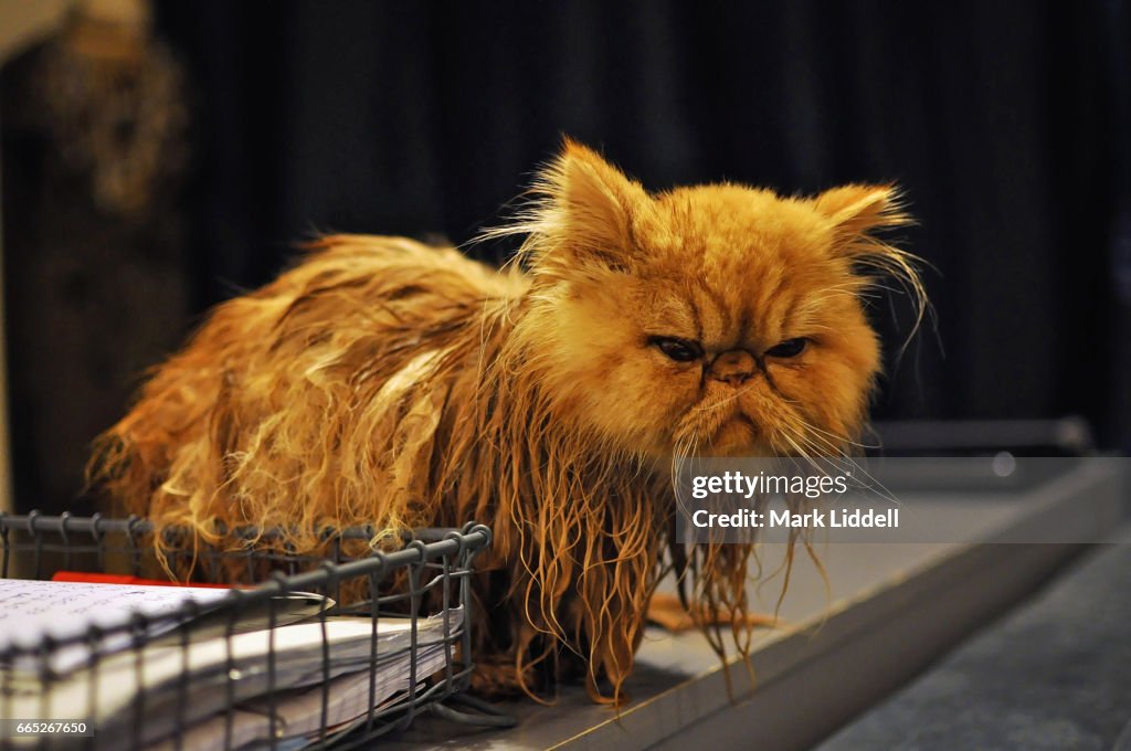 wet-grumpy-persian-cat-picture-id665267650
