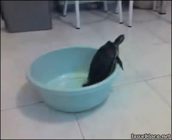 4cc9d4293cd1c0ab95901dc373428825.gif