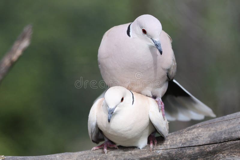 mating-doves-11060574.jpg